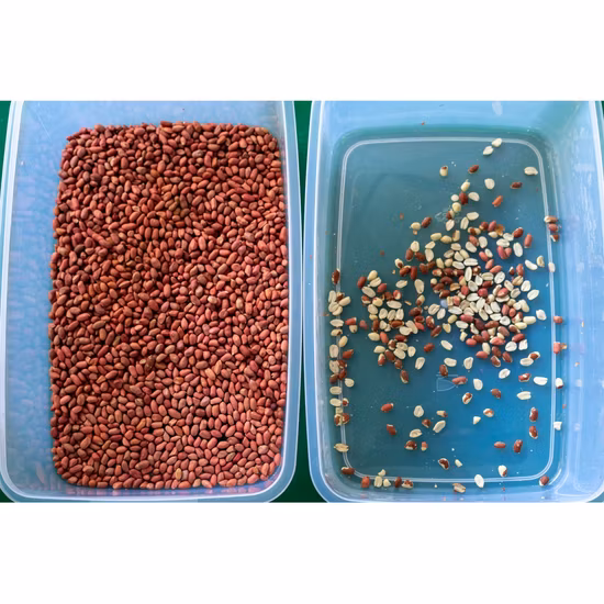 Máquina clasificadora de color de nuez de albaricoque de almendras de coco, cacahuete, nuez de anacardo, máquina clasificadora de procesamiento