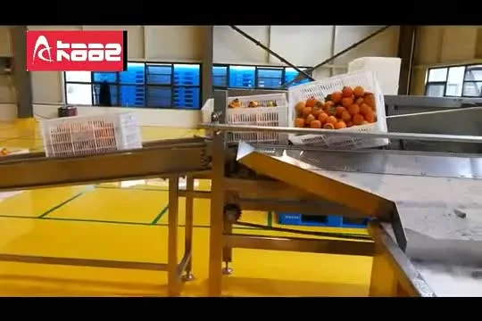 Línea comercial de procesamiento de frutas de acero inoxidable Caqui Fruta de la pasión Naranja Manzana Limpieza Línea de clasificación de secado al aire